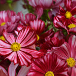 Load image into Gallery viewer, Cosmos, &#39;Velouette&#39;

