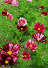 Cosmos, 'Velouette'