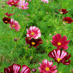 Load image into Gallery viewer, Cosmos, &#39;Velouette&#39;
