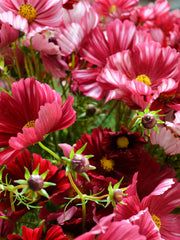 Load image into Gallery viewer, Cosmos, &#39;Velouette&#39;
