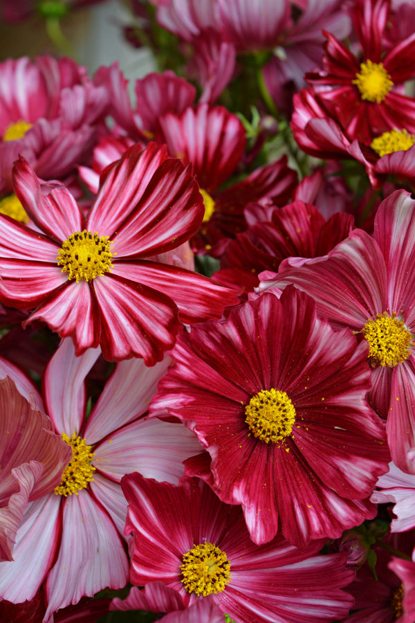 Cosmos, 'Velouette'