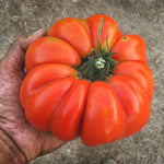 Load image into Gallery viewer, Tomato, &#39;Vernazza&#39;
