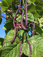 Load image into Gallery viewer, Bean, Pole Snap, &#39;Trionfo Violetto&#39;
