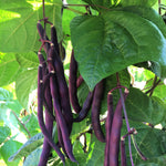 Load image into Gallery viewer, Bean, Pole Snap, &#39;Trionfo Violetto&#39;
