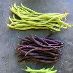 Load image into Gallery viewer, Bean, Pole Snap, &#39;Trionfo Violetto&#39;
