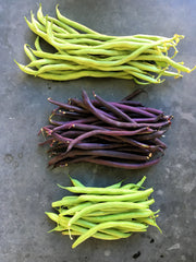 Load image into Gallery viewer, Bean, Pole Snap, &#39;Trionfo Violetto&#39;
