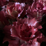 Load image into Gallery viewer, Radicchio (Goriziana), &#39;Voglia&#39;
