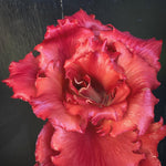 Load image into Gallery viewer, Radicchio (Goriziana), &#39;Voglia&#39;
