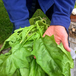 Load image into Gallery viewer, Spinach, &#39;Winter Giant&#39; (Gigante d&#39;Inverno)
