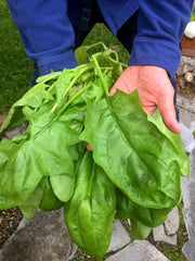 Load image into Gallery viewer, Spinach, &#39;Winter Giant&#39; (Gigante d&#39;Inverno)

