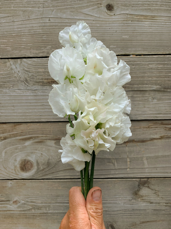 Sweet Pea, 'White Frills'