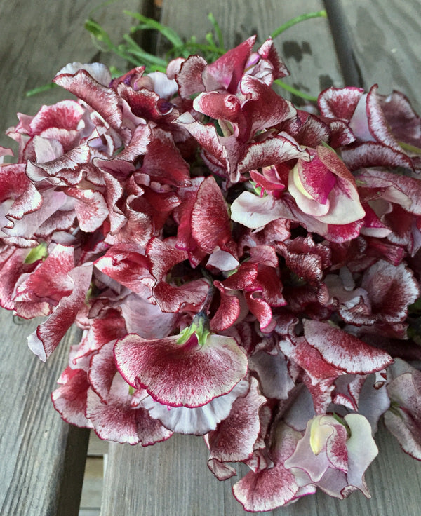 Sweet Pea, 'Wiltshire Ripple'