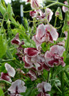 Sweet Pea, 'Wiltshire Ripple'