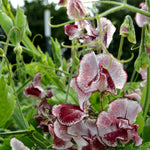 Load image into Gallery viewer, Sweet Pea, &#39;Wiltshire Ripple&#39;
