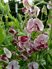 Load image into Gallery viewer, Sweet Pea, &#39;Wiltshire Ripple&#39;
