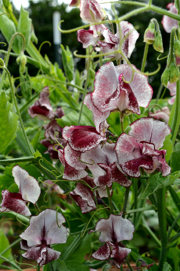 Sweet Pea, 'Wiltshire Ripple'