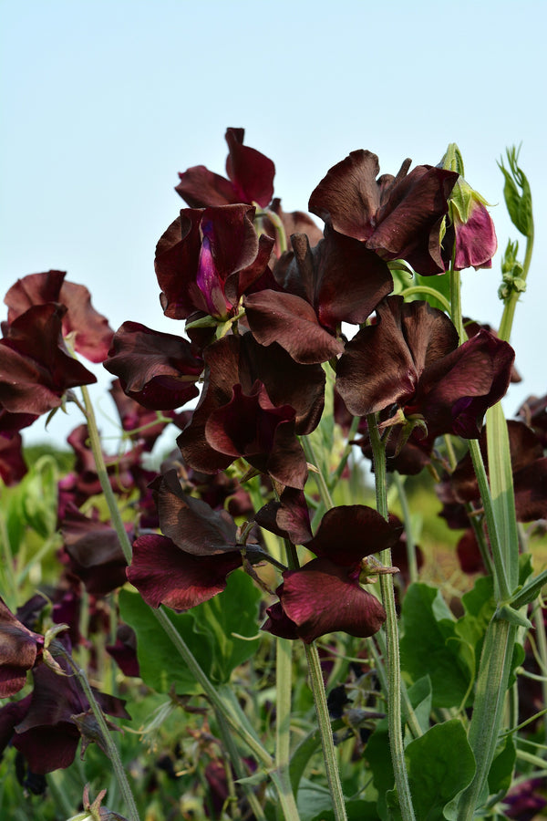 Sweet Pea, 'Windsor'