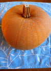 Pumpkin, 'Winter Luxury'