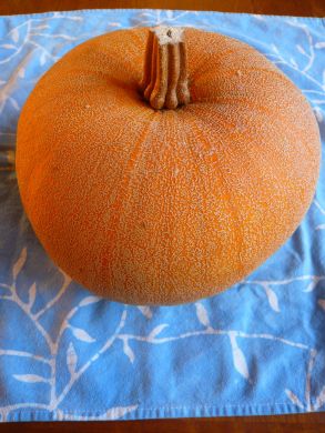 Pumpkin, 'Winter Luxury'