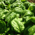Load image into Gallery viewer, Spinach, &#39;Winter Giant&#39; (Gigante d&#39;Inverno)
