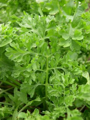 Cress, 'Wrinkled Crinkled Crumpled'