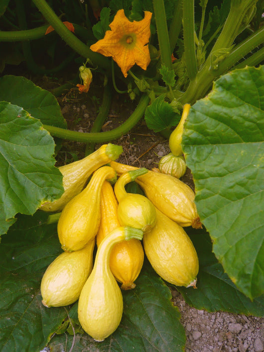 Summer Squash, 'Yellow Crookneck'