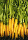 Carrot, 'Yellowstone'