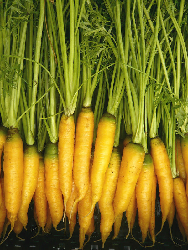 Carrot, 'Yellowstone'