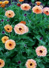 Calendula, 'Zeolights'