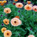 Load image into Gallery viewer, Calendula, &#39;Zeolights&#39;
