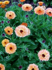 Load image into Gallery viewer, Calendula, &#39;Zeolights&#39;
