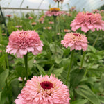 Load image into Gallery viewer, Zinnia, &#39;Zinderella Lilac&#39;
