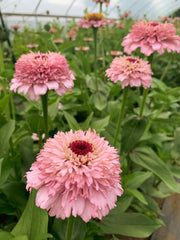 Load image into Gallery viewer, Zinnia, &#39;Zinderella Lilac&#39;
