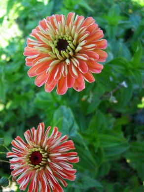 Zinnia, 'Salmon Rose'